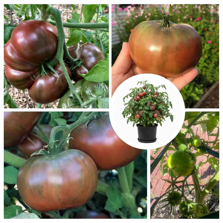500 Red Purple Tomato Seeds for Planting, Tomato Seeds, Heirloom Vegetable Seed, Sweet Tomatoes for Container and Outdoor Planting
