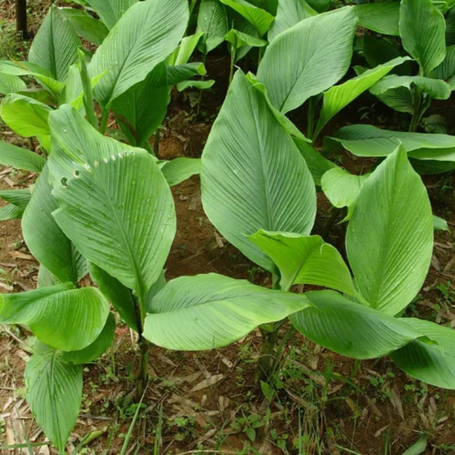 Pack 2 Curcuma Turmeric Ginger Plants Live 5 to 9 Inch Tall, Turmeric Live Plants, Ornamental Flowers