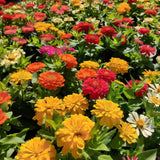250 Zinnia Seeds for Planting, Mixed Color Flower Seeds, Ready to Grow Annual Blooms for Garden, Containers