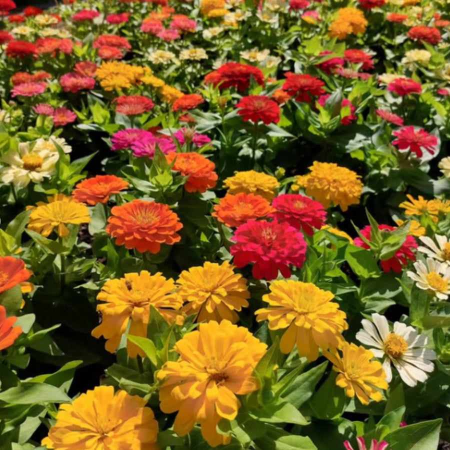 250 Zinnia Seeds for Planting, Mixed Color Flower Seeds, Ready to Grow Annual Blooms for Garden, Containers