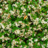 Star Jasmine Plant, Fragrant Jasmine Flower Vine 4-8 Inches Well Rooted for Container, Hanging Basket Growing