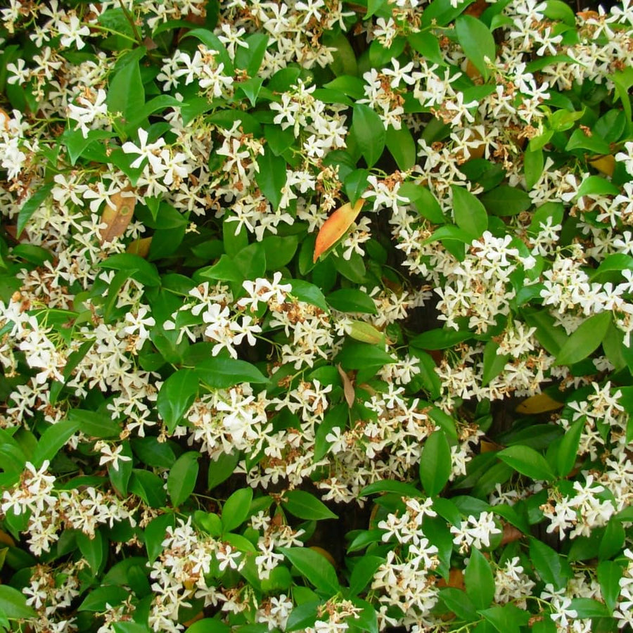 Star Jasmine Plant, Fragrant Jasmine Flower Vine 4-8 Inches Well Rooted for Container, Hanging Basket Growing