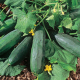 Cucumber Plants Live, 6-8 Inches Tall in 4 Inch Pot, 2 Plants Per Pot, Vegetable Plants for Garden or Containers