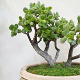 Jade Plant Live, Succulent Indoor Houseplant, Succulent Plant Fully Rooted in 2'' Pot