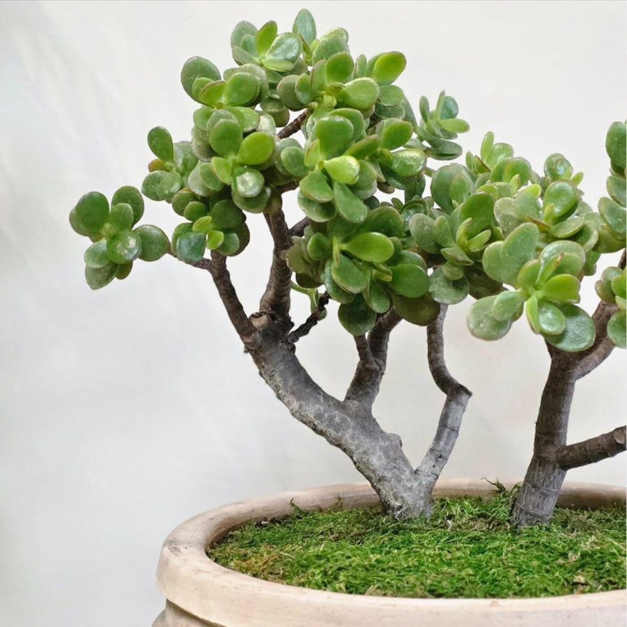 Jade Plant Live, Succulent Indoor Houseplant, Succulent Plant Fully Rooted in 2'' Pot