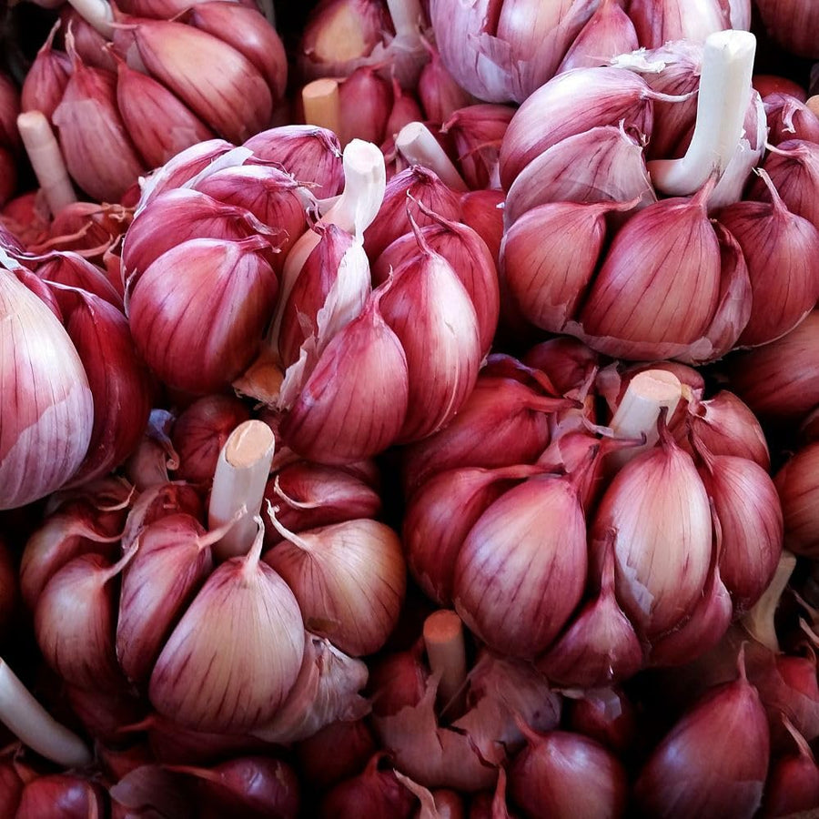 4 Large Red Garlic Bulbs for Planting, Heirloom Hardneck Seed Garlic, High Yield Garden, Fall and Spring Planting