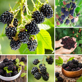 Black Berry Plant, Black Berry Bushes Live Plant, 2 to 3 Feet Vine, Sweet Blackberries Fruit Seedling, Hardy Fruit Bearing Shrubs for Outdoor Planting