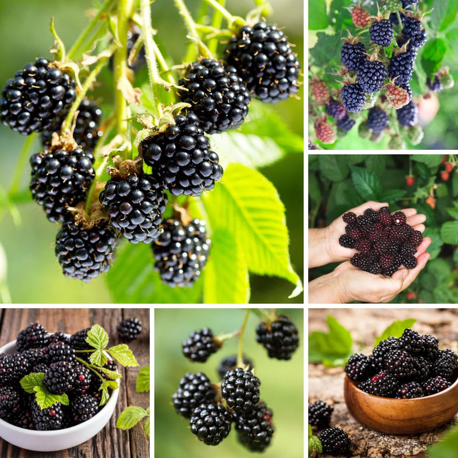 Black Berry Plant, Black Berry Bushes Live Plant, 2 to 3 Feet Vine, Sweet Blackberries Fruit Seedling, Hardy Fruit Bearing Shrubs for Outdoor Planting