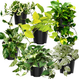 6 Mix Pothos Live Plants in Pot, 3 to 6 Inc Tall Pothos Live Plant, Assorted Varieties Vine Houseplants for Indoors Outdoors Garden, Hanging Basket, Easy to Care