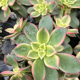 Aeonium Plant Live, Rarre Aeonium Succulents Indoor Houseplant in 4'' Pot, Succulents for Home Office Decoration (Green Pink)