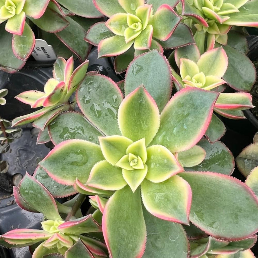 Aeonium Plant Live, Rarre Aeonium Succulents Indoor Houseplant in 4'' Pot, Succulents for Home Office Decoration (Green Pink)
