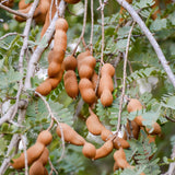 Tamarind Tree Live Plant in 4 Inch Pot, 6-10 Inches Tall for Outdoor Growing, Tropical Fruit Tamarind Plants