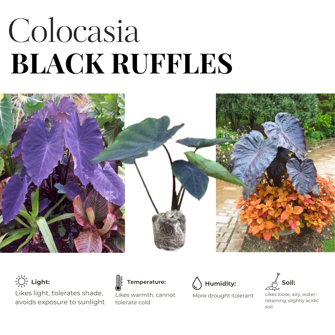 Elephant Ear Plants, Black Colocasia Plant, Colocasia Alocasia Esculenta Taro for Indoor Outdoor Gardens, Very Cold Hardy