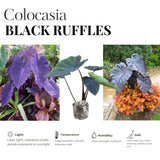 Elephant Ear Plants, Black Colocasia Plant, Colocasia Alocasia Esculenta Taro for Indoor Outdoor Gardens, Very Cold Hardy