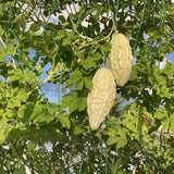 White Jade Bitter Melon Plant Live for Planting, Bitter Melon Live Plant, 6-8 Inc Tall, 4 Inc Pot, Bitter Gourd Vine for Backyard Vegetable Garden