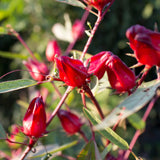 Sabdariffa Red Roselle Hibiscus Plant Live, Roselle Hibiscus Flowers, 8-12'' Tall in Half Gallon Pot, Red Sorrel Jamaica Live, Ready to Grow