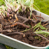 15 Comfrey Roots for Planting, Comfrey Live Roots, 3–6 Inch Size, Fast Growing Perennial Herb