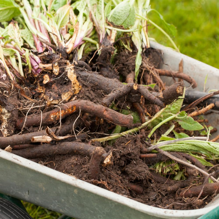 15 Comfrey Roots for Planting, Comfrey Live Roots, 3–6 Inch Size, Fast Growing Perennial Herb