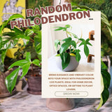2 Random Philodendron Live Plant 5-9" Tall, Rare Tropical Indoor Houseplant Home Garden