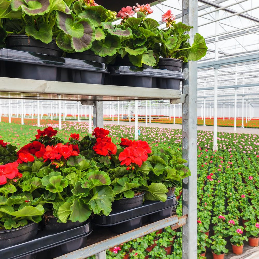 2 Geranium Plants Live, Live Geranium Plant, Red Geranium Flower Plants 4 to 6 Inches Tall, Easy to Plant