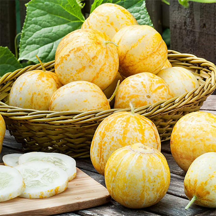 Lemon Cucumber Plants Live, 6-8 Inches Tall in 4 Inch Pot, 2 Plants Per Pot, Vegetable Plants for Garden or Containers