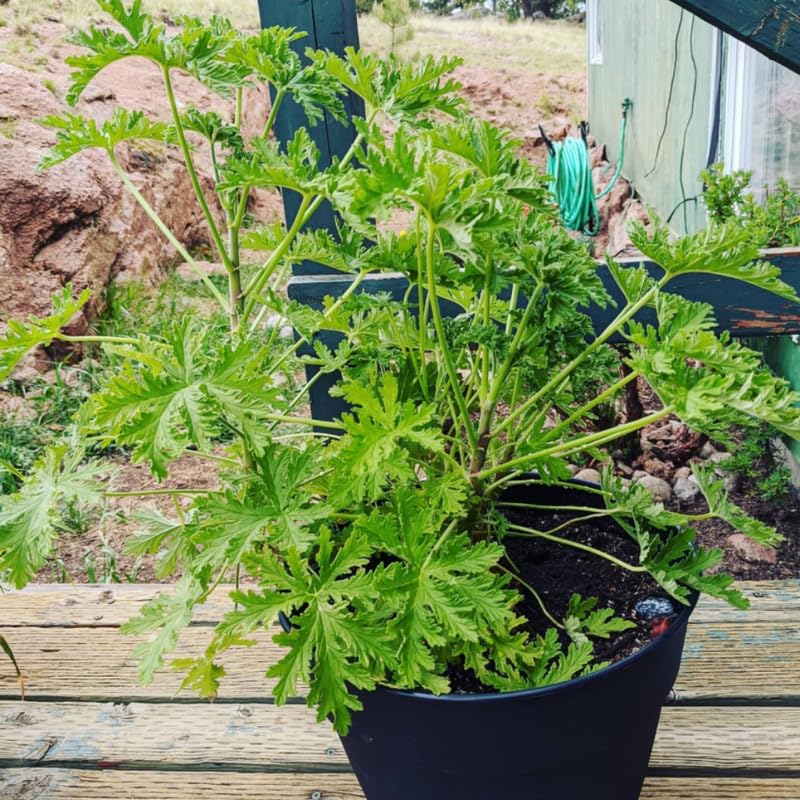 Set 2 Citronella Plants Live for Planting, Fragrant Geranium Citronella Herbs Plants, Ready to Plant Outdoor 4-9 Inch