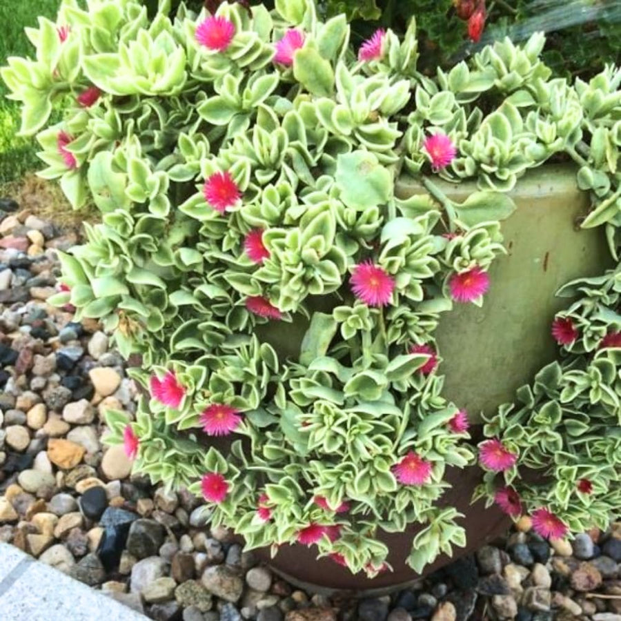 Pink Ice Plant Live Succulent, Variegated Baby Sun Rose Live Plant, in 2 Inch Pot, Hardy Ground Cover for Garden and Containers