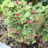 2 Variegated Baby Sun Rose Live Plants, Pink Ice Succulent in 2" Pots for Garden, Containers