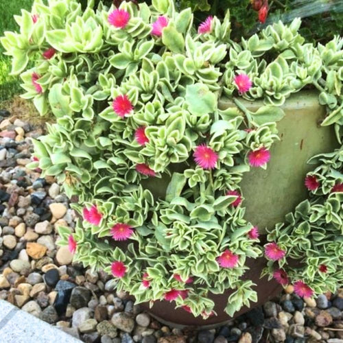 Variegated Baby Sun Rose Plant, Ice Plant in 2'' Pot, Live Succulent Groundcover Plants, Easy-Care Indoor or Outdoor Plants