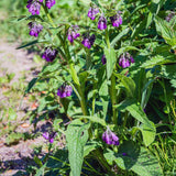 9 Comfrey Roots Plants Live, Comfrey Rhizomes Root Cuttings for Planting, Herb Plant Garden, 1 to 2 Inc in Height