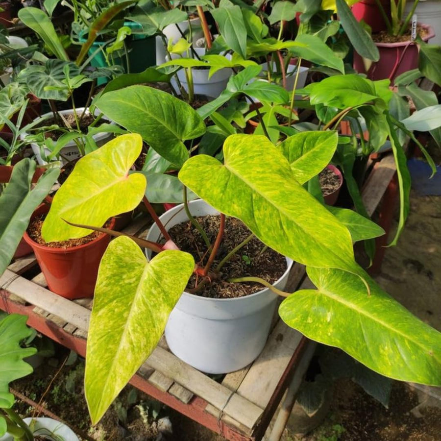 Set of 2 Live Green Yellow Philodendron Plants in 4 Inch Pots, Tropical Indoor Houseplants with Variegated Foliage, Ready to Grow