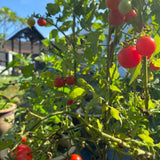 Tomato Cherry Red Plant Live, Vegetable Live Plant in 4'' Pot, 8-10 Inches Tall, Outdoor Growing