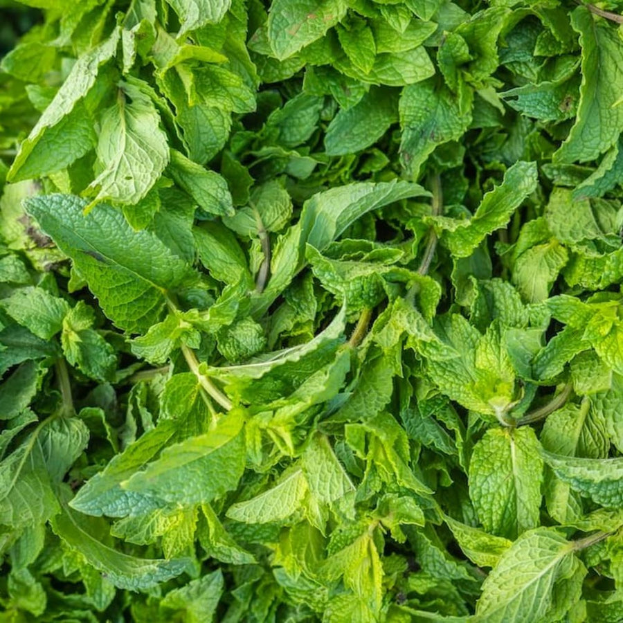 Live Mint Plant in 3.5'' Pot, Herb Plants for Planting Indoor Outdoor, Fragrant, Hardy, Perennial Herbs (Spearmint)
