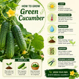 2 Cucumber Plants Live for Planting, Green Cucumber Live Plant in 4 Inches Pot, Well Rooted from 6 to 8 Inches Tall for Vegetable Garden, Cucumbers Starter Plant