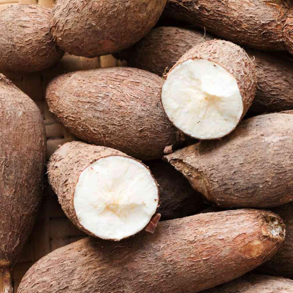 Sweet Yuca Cassava Plant Live, Cassava Plant Well Rooted 4 Inch Pot, Annual Vegetable Roots for Growing