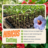 Purple Hibiscus Plant Live, Well-Rooted Hibiscus Flowers, 5-7 Inches Tall, Tropical Flowering for Indoor Outdoor Planting