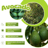 HASS Avocado Plant Live, Well Rooted Fruit Tree, 8-10 Inches Tall, Live Avocado Plant for Garden