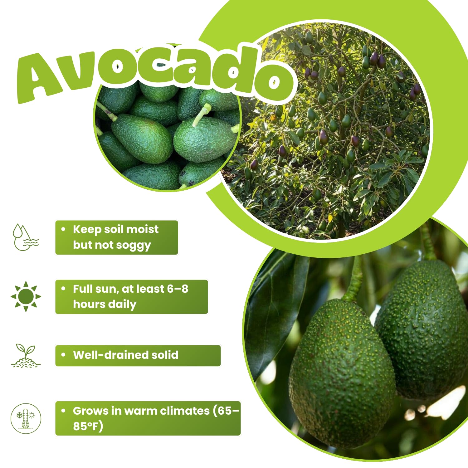 HASS Avocado Plant Live, Well Rooted Fruit Tree, 8-10 Inches Tall, Live Avocado Plant for Garden