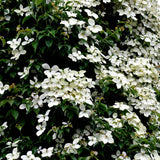 White Kousa Dogwood Tree Live Plant in Quart Pot, Flowering Dogwood Tree for Outdoor Garden, Ornamental Tree for Landscape, Yard or Garden Planting