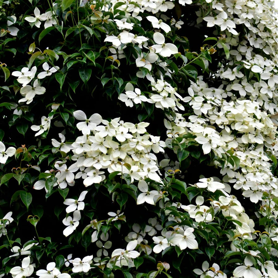White Kousa Dogwood Tree Live Plant in Quart Pot, Flowering Dogwood Tree for Outdoor Garden, Ornamental Tree for Landscape, Yard or Garden Planting