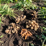 Set 3 Ginger, Jerusalem Artichoke and Turmeric Rhizomes for Garden Planting, Fresh Heirloom Roots for Gardens, Ready to Plant