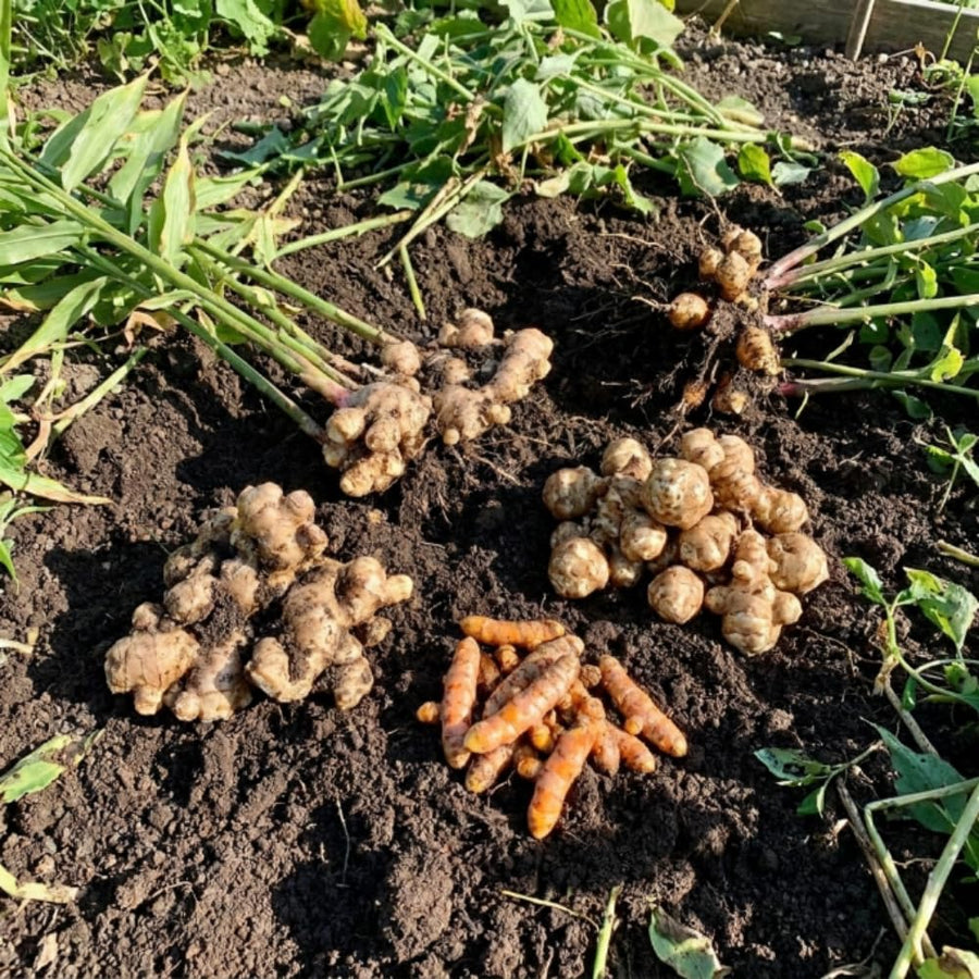 Set 3 Ginger, Jerusalem Artichoke and Turmeric Rhizomes for Garden Planting, Fresh Heirloom Roots for Gardens, Ready to Plant