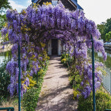 Purple Wisteria Live Plant, 2.5 Inch Pot - 6-12 Inch Tall Flowering Vine, Climbing Wisteria for Garden