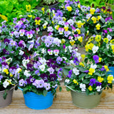 Mix Pansy Plants 4'' Pot, Set of 3 Pansy Starter 3-5 Inches, Hardy Cool-Season Annual Blooms, Outdoor Garden