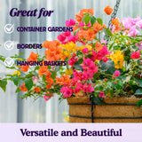 2 Yellow Bougainvillea Plants Live, Perennial Bougainvillea Flowers Vine, Outdoor Garden Planting 5-9 Inches