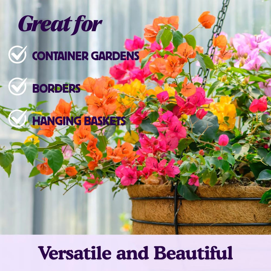 2 Blueberry Ice Bougainvillea Plants Live, Perennial Bougainvillea Flowers Vine, Outdoor Garden Planting 5-9 Inches