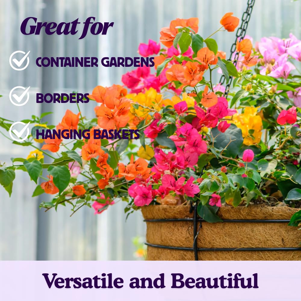 2 Red Bougainvillea Plants Live, Perennial Bougainvillea Flowers Vine, Outdoor Garden Planting 5-9 Inches