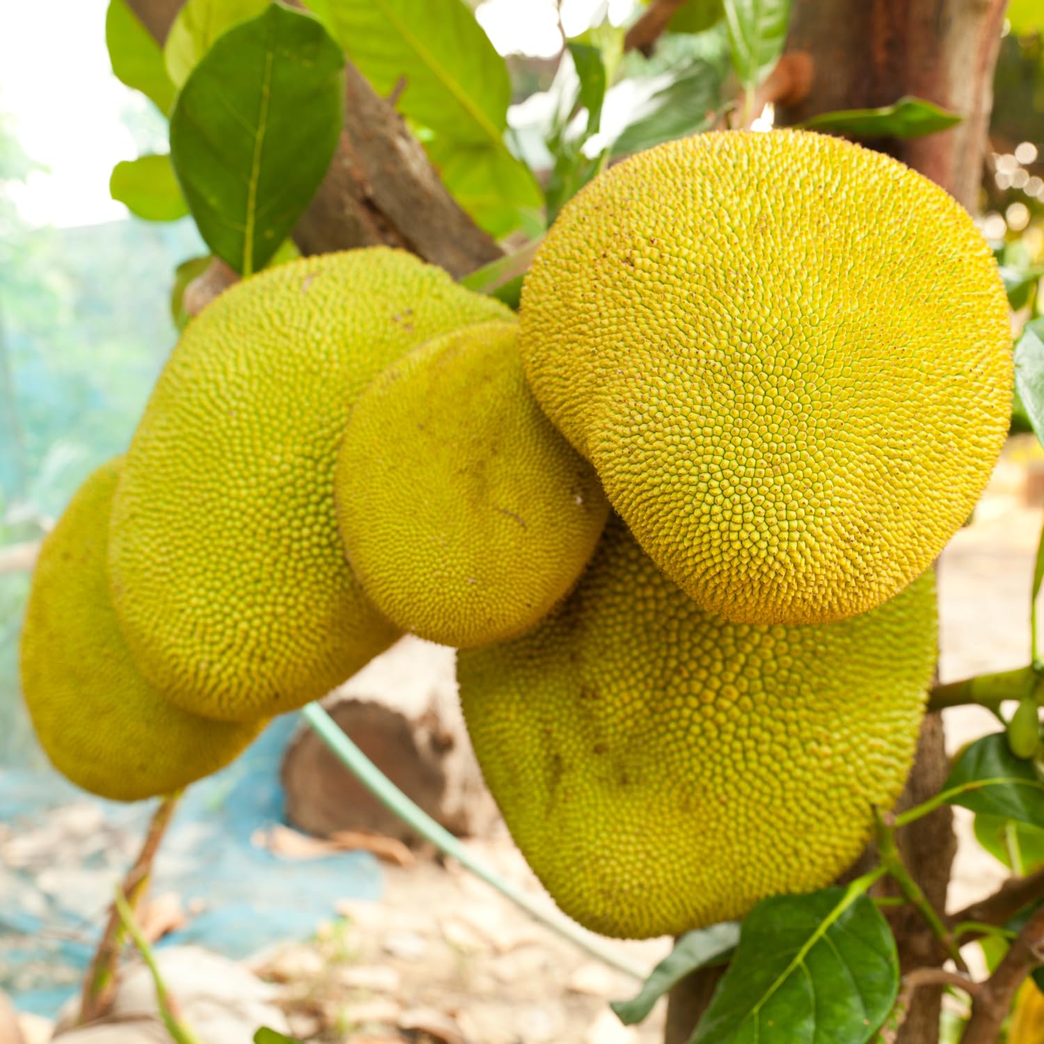 Dwarf Jackfruit Tree Live Plant, Tropical Jackfruit Plant Live, 6-8" Tall, 4 Inch Pot