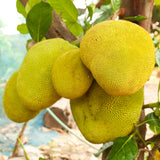 Dwarf Jackfruit Tree Live Plant, Tropical Jackfruit Plant Live, 6-8" Tall, 4 Inch Pot