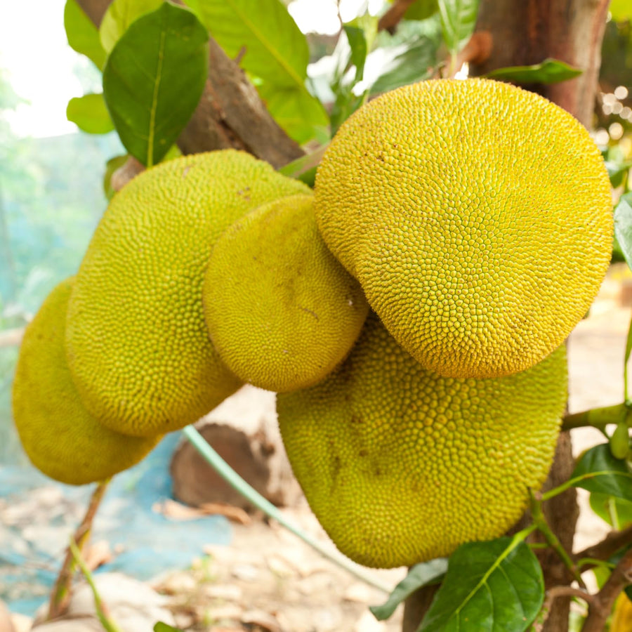 Dwarf Jackfruit Tree Live Plant, Tropical Jackfruit Plant Live, 6-8" Tall, 4 Inch Pot
